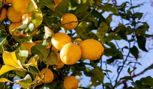 Meyer Lemon Trees Buying & Growing Guide