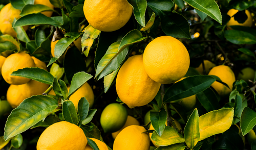 Organic Meyer Lemon Trees - Buying & Growing Guide