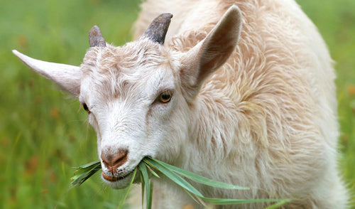 Tips to Boost Goat Parasite Control