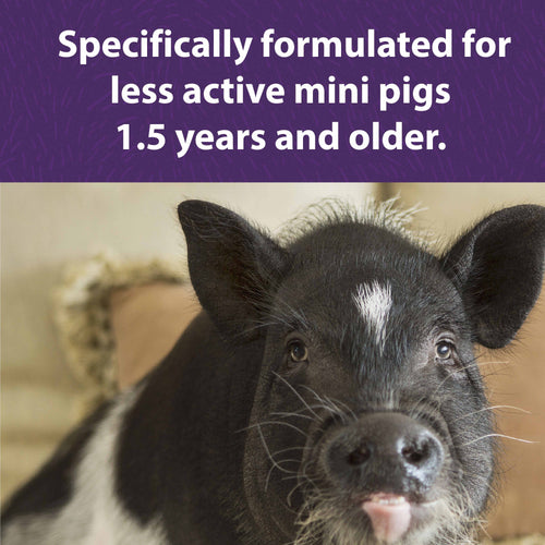Mazuri® Mini Pig Mature Maintenance Feed (25 LB)
