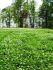 Pennington Durana Clover